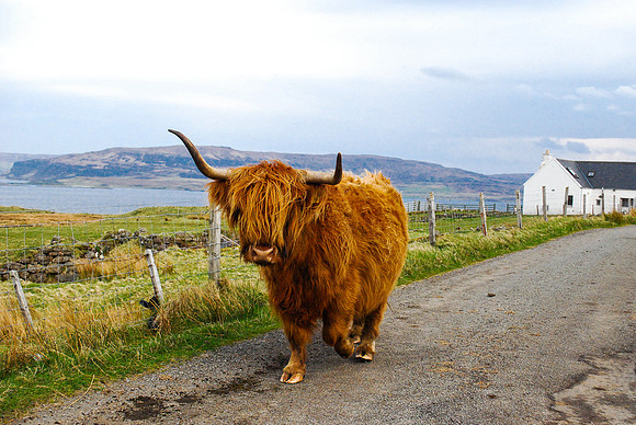 Hairy Cow in Isle of Skye, SCOTLAND