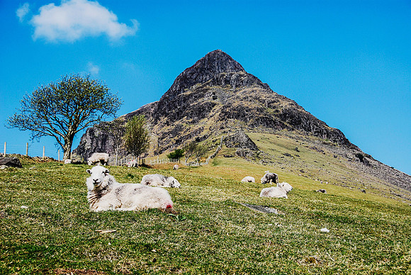 Sheep in Lake District, ENGLAND
