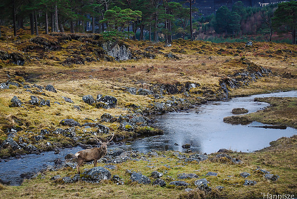 Stag in SCOTLAND